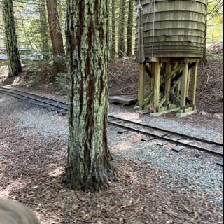 Tranquil Tracks Through Tilden