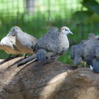 Serenity at the Aviary: Doves in Repose