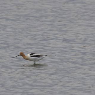 Tranquil Foraging in San Pablo Bay