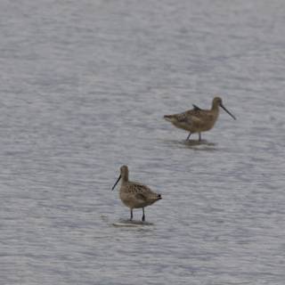 Wading Companions