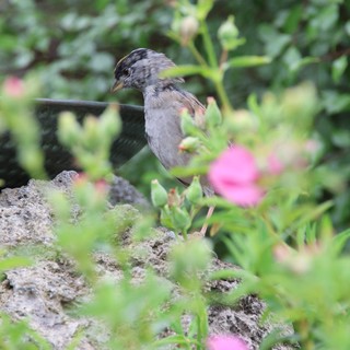 Gray Bird Perched Among Pink Flowers in Garden