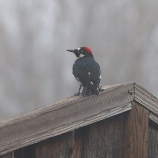Acorn Woodpecker Perched on Weathered Birdhouse Roof