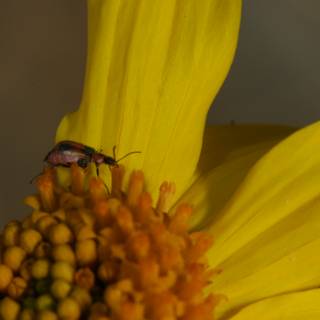 Spot the Bug on the Yellow Flower