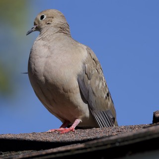 Mourning Dove Perched on Textured Roof Edge