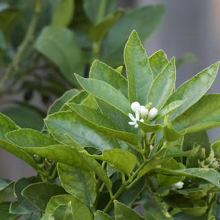 Citrus Blossom Serenity