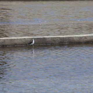 Two Herons Perched on a Concrete Wall