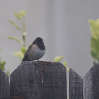 Dark-eyed Junco Perched on Weathered Wooden Fence