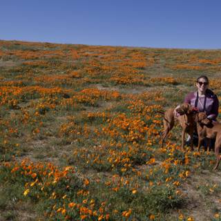 Orange Field Adventure with Cathy and Her Dogs