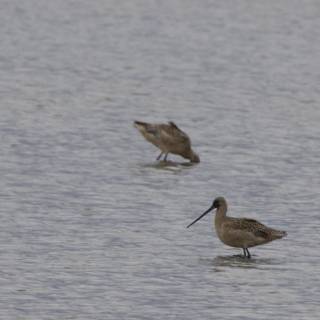 Graceful Sandpipers at San Pablo Bay