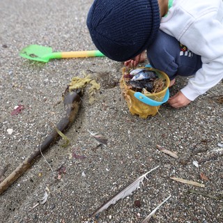 Young Explorer Collecting Beach Treasures in Bucket