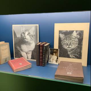 Cats on a Bookshelf