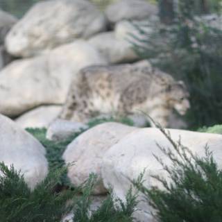 Majestic Snow Leopard in its Natural Habitat