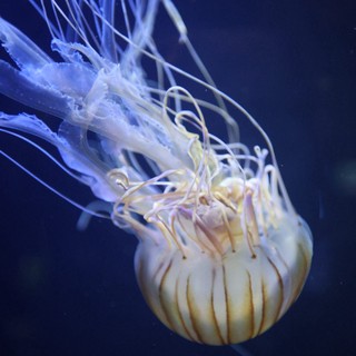 aquarium