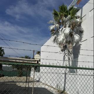 Palm Tree Paradise