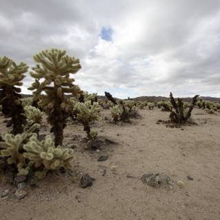 Desert Scenery with Cactus Plants and Rocks