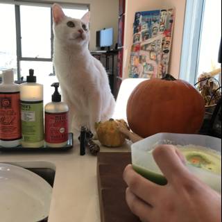 The White Cat and the Bowl of Food