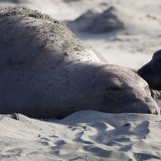 Elephant Seal Mother and Pup Resting on Sandy Beach