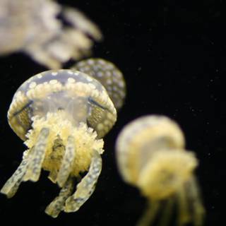 Graceful Jellyfish Tails