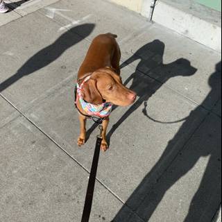 Urban Dog Walk