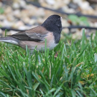 Dark-Eyed Junco Foraging in Backyard Grass