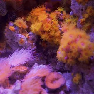 A Stunning Display of Sea Life in a Colorful Coral Reef