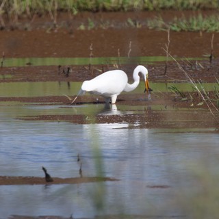 Great Egret Fishing in Flooded Wetland Waters