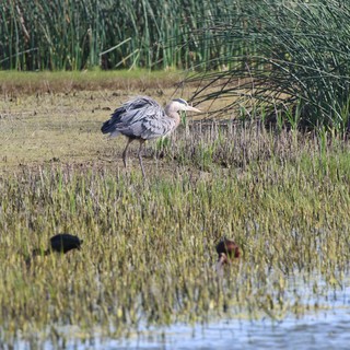 Great Blue Heron Foraging in Wetland Marsh