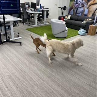 Canine Playground in the Office