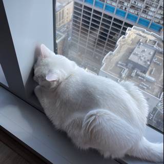 Feline Gazing Out the Cityscape
