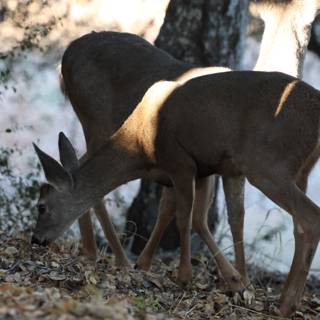 Morning Graze at Carmel Valley Ranch