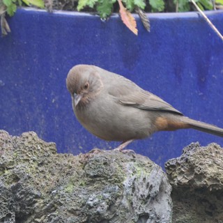 Small Brown Bird Perched on Weathered Garden Wall