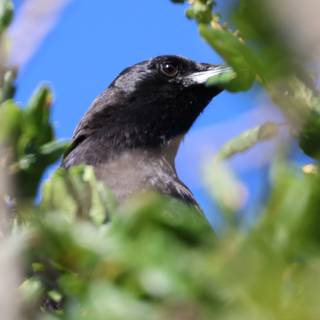 Winged Watcher in the Wilderness