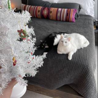 A Cozy Christmas Setting with Feline Friends