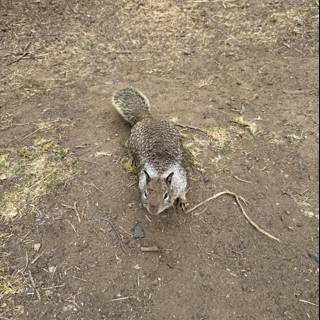 Curious Cambria Resident