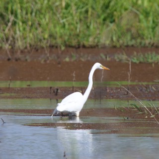 Great Egret Wading in Shallow Wetland Waters