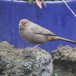 Gray Juvenile Bird Perched on Textured Stone Wall