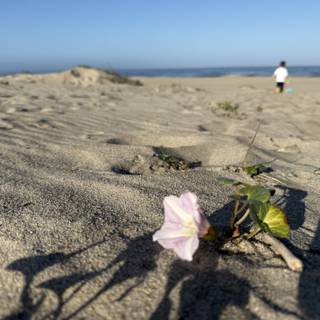 Blossoms by the Shore
