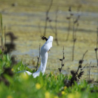 Snowy Egret Preening Among Wetland Vegetation