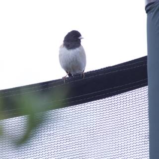 Perched at Dusk