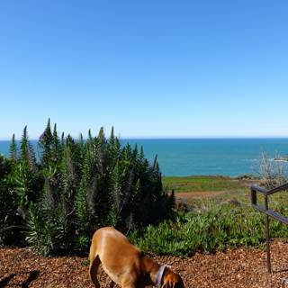 Serene Canine Overlooking the Ocean