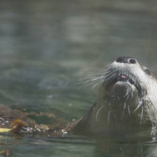 Curious Otter in Walnut Creek