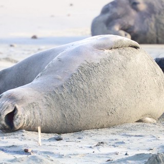 Elephant Seal Resting on Sandy Beach at Drakes Beach