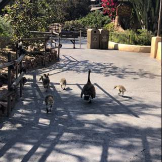 Flock of Ducks on the Walkway
