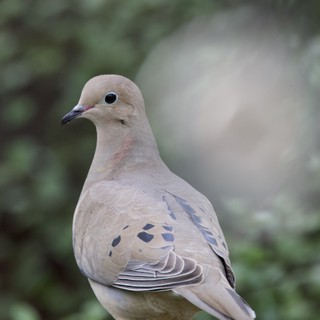 Mourning Dove Portrait in Natural Habitat