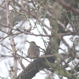 Green Finch Perched Among Bare Winter Branches