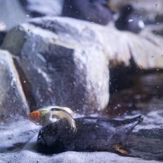 Puffin Bird Takes a Dip