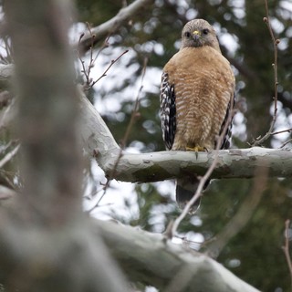 alert, contemplative, wild