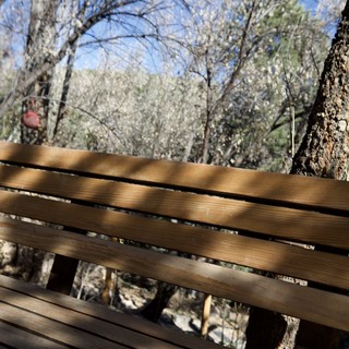 Weathered Park Bench Among Bare Trees in Early Spring