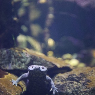 Purple Salamander Resting on Underwater Rocks in Aquarium