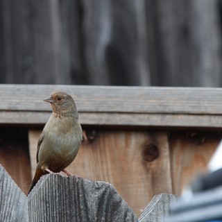 Small Brown Bird Perched on Weathered Wooden Fence